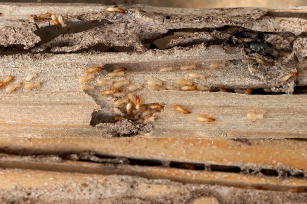 Best Residential Pest Control  in Becker, MN